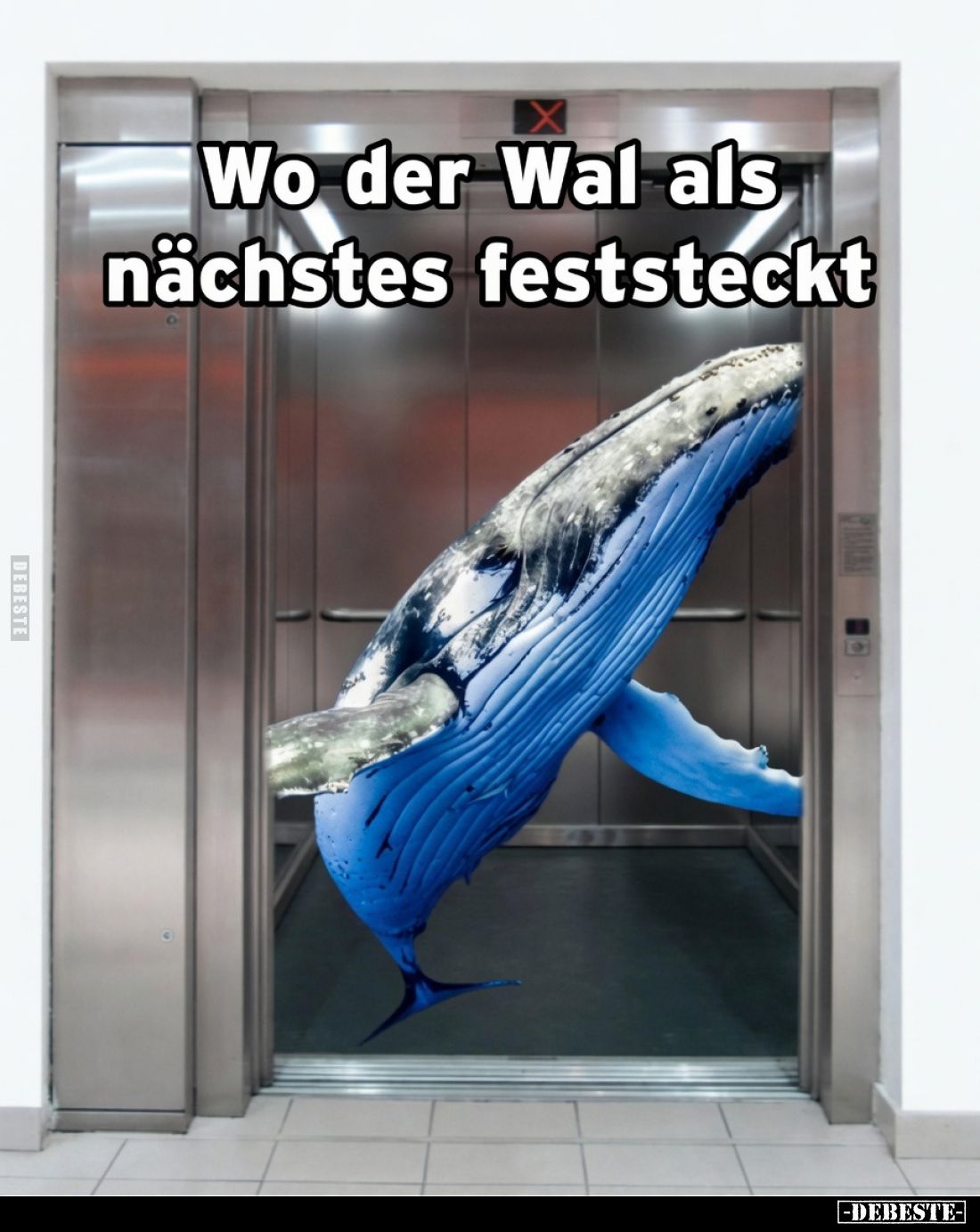 Wo der Wal als nächstes feststeckt