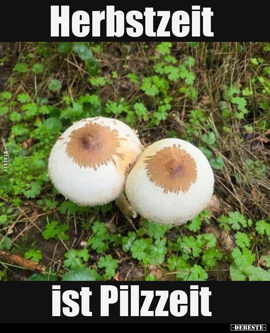 Herbstzeit ist Pilzzeit..