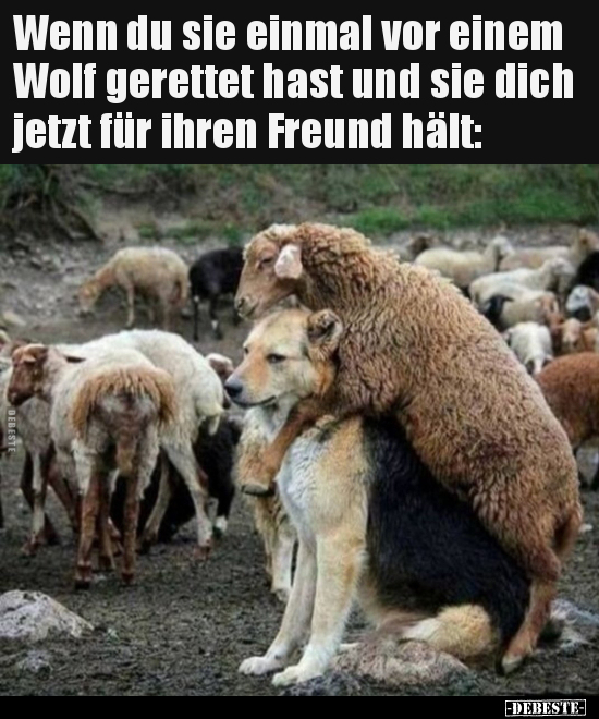 Wenn du sie einmal vor einem Wolf gerettet hast und sie.. - Lustige Bilder | DEBESTE.de
