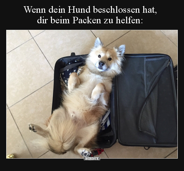 Wenn dein Hund beschlossen hat, dir beim Packen zu.. - Lustige Bilder | DEBESTE.de
