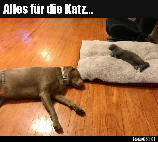 Alles für die Katz...