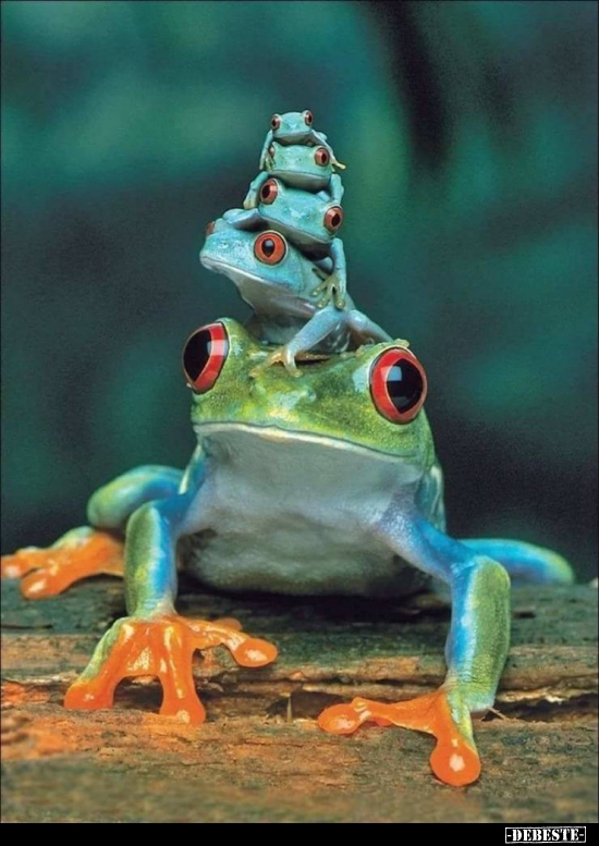  - Lustige Bilder | DEBESTE.de