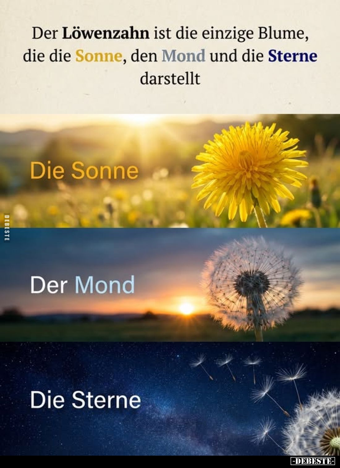 Der Löwenzahn ist die einzige Blume, die die Sonne, den Mond und die Sterne darstellt.
Die Sonne.
Der Mond.
Die Sterne.