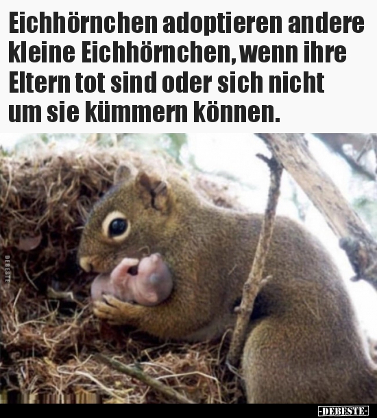 Eichhörnchen adoptieren andere kleine Eichhörnchen, wenn.. - Lustige Bilder | DEBESTE.de