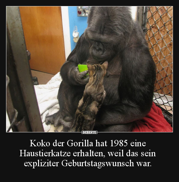 Koko der Gorilla hat 1985 eine Haustierkatze erhalten.. - Lustige Bilder | DEBESTE.de