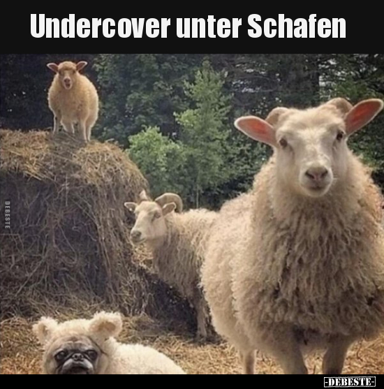 Undercover unter Schafen.. - Lustige Bilder | DEBESTE.de