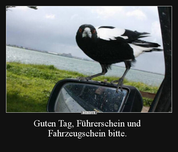 Guten Tag, Führerschein und Fahrzeugschein bitte... - Lustige Bilder | DEBESTE.de