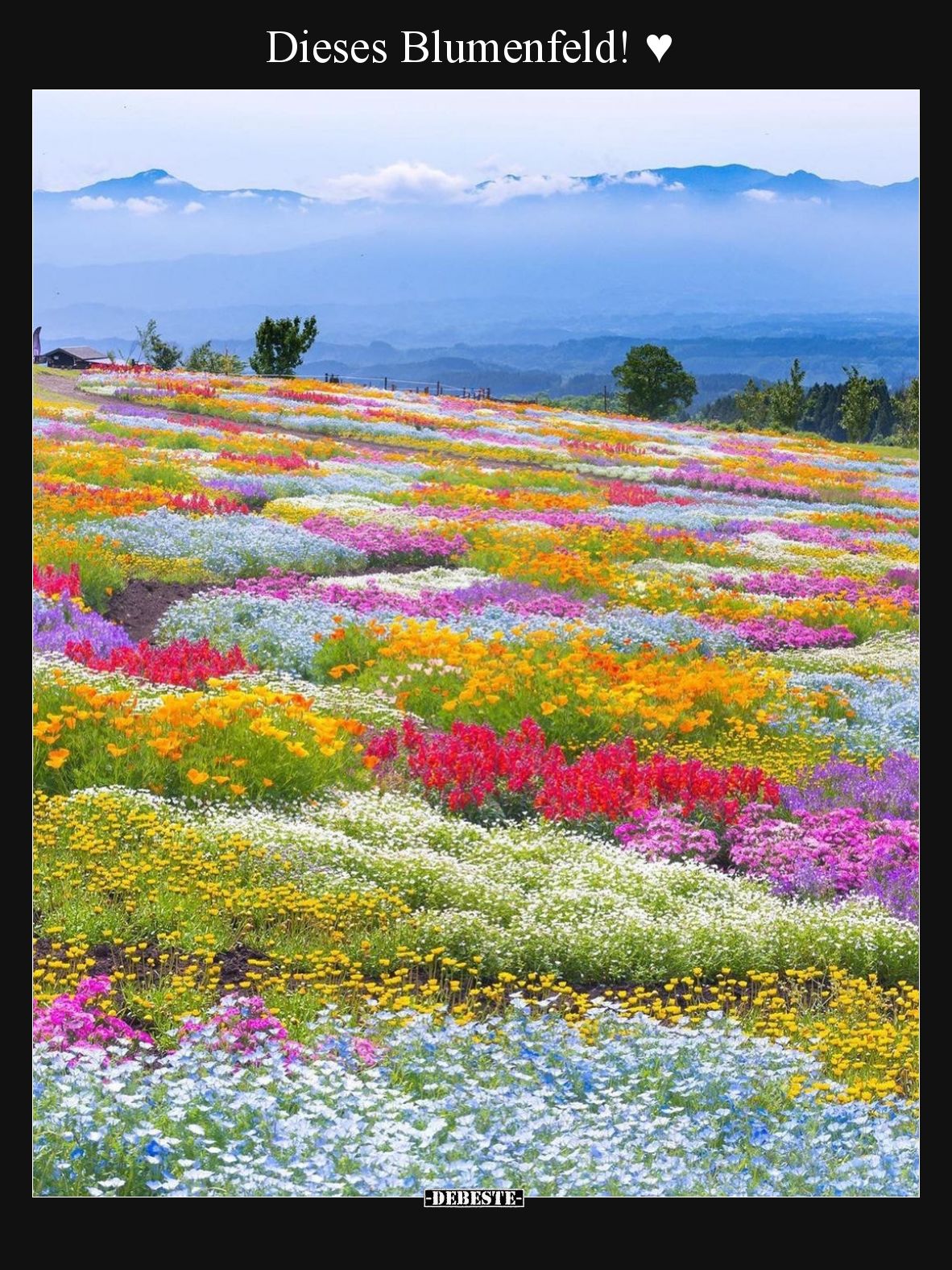 Dieses Blumenfeld! ♥