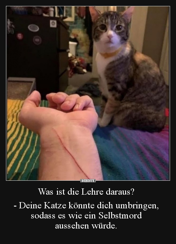 Was ist die Lehre daraus? - Deine Katze könnte dich..