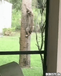 Alles für die Katz...