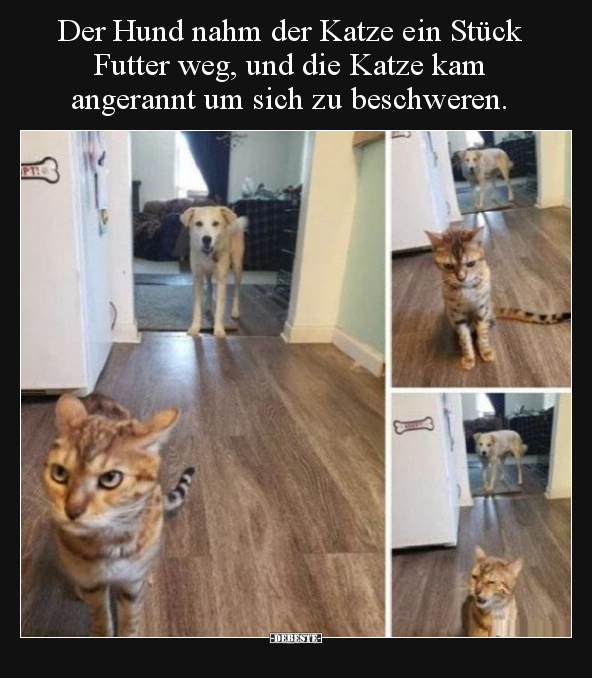 Der Hund nahm der Katze ein Stück Futter weg, und die Katze.. - Lustige Bilder | DEBESTE.de