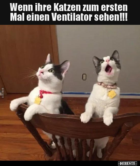 Wenn ihre Katzen zum ersten Mal einen Ventilator.. - Lustige Bilder | DEBESTE.de