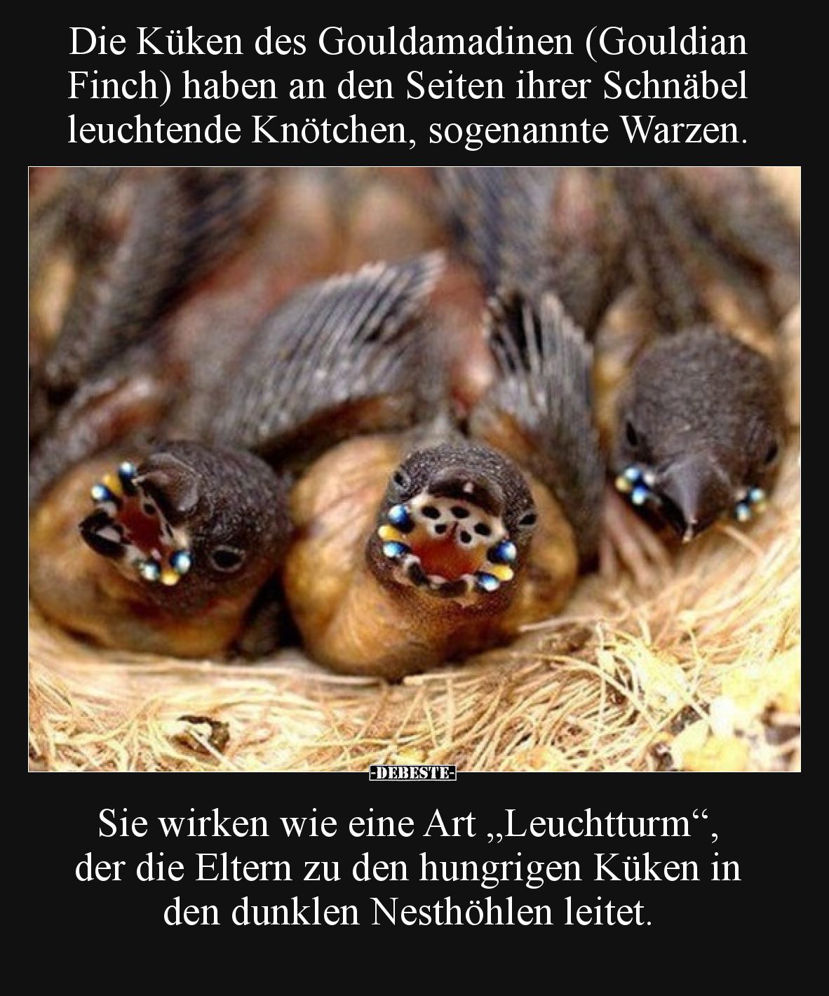 Die Küken des Gouldamadinen (Gouldian Finch) haben an den Seiten ihrer Schnäbel leuchtende Knötchen, sogenannte Warzen.

Si...