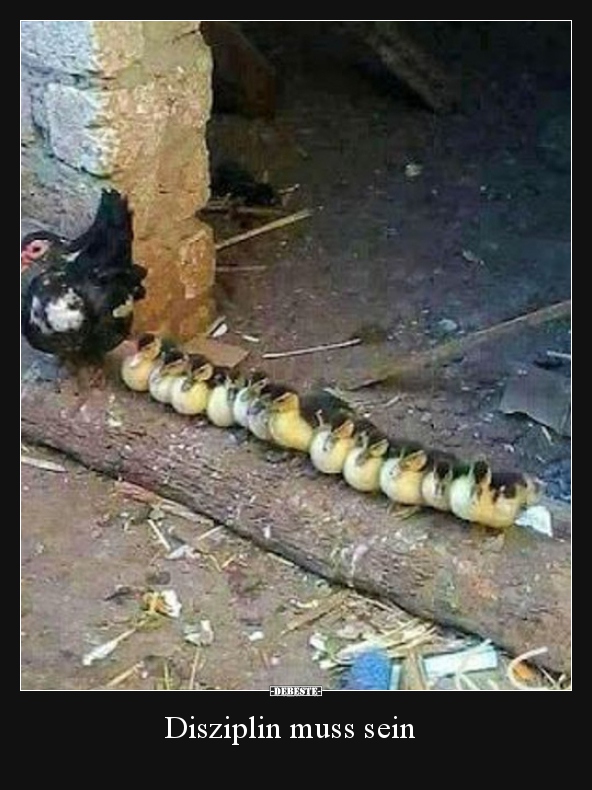 Disziplin muss sein..