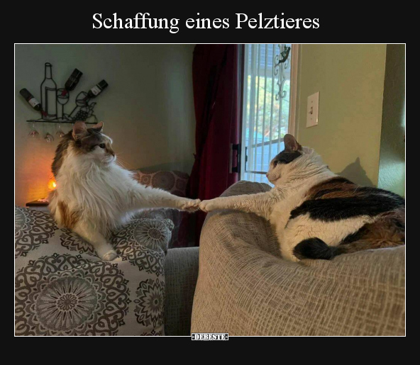 Katzen