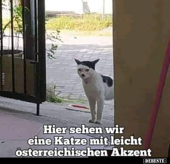 Hier sehen wir eine Katze mit leicht österreichischen.. - Lustige Bilder | DEBESTE.de