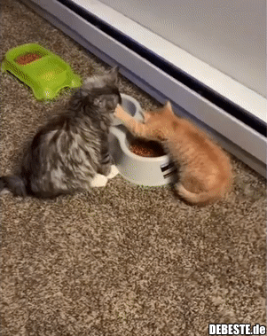 Bleib weg von meinem Futter..