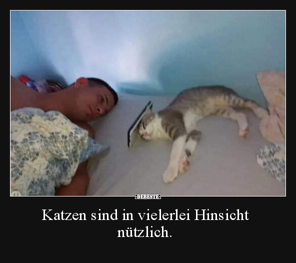 Katzen, Katze