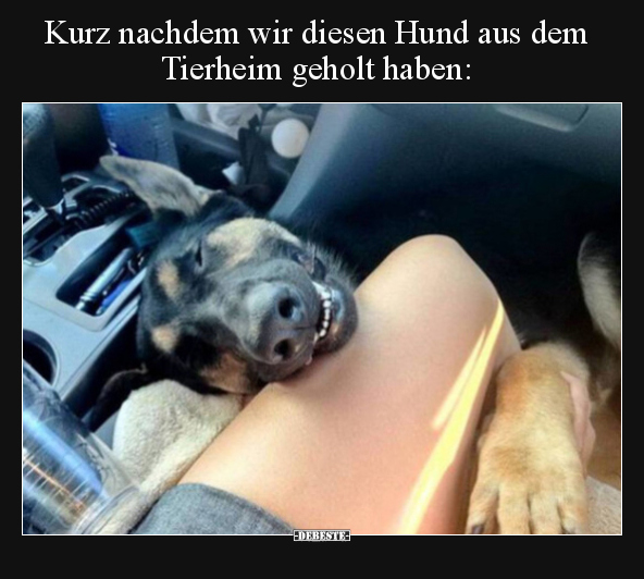 Kurz nachdem wir diesen Hund aus dem Tierheim geholt.. - Lustige Bilder | DEBESTE.de