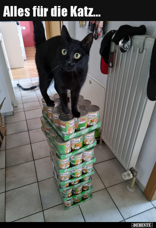 Alles für die Katz...