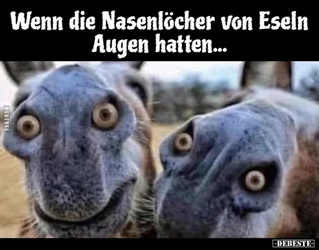 Wenn die Nasenlöcher von Eseln Augen hatten...