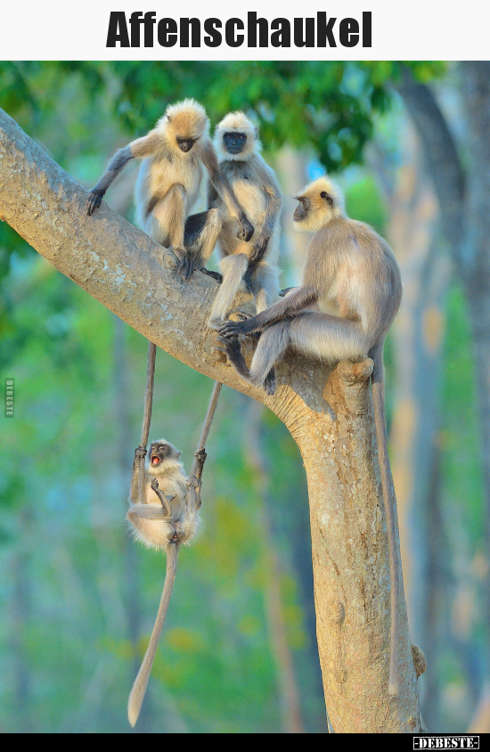Affenschaukel..
