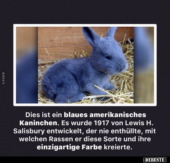 Dies ist ein blaues amerikanisches Kaninchen.. - Lustige Bilder | DEBESTE.de