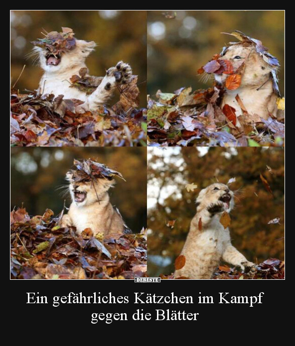 Ein gefährliches Kätzchen im Kampf gegen die Blätter.. - Lustige Bilder | DEBESTE.de