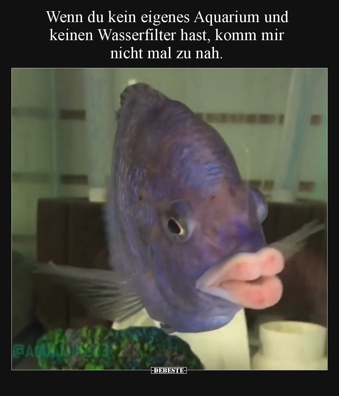 Wenn du kein eigenes Aquarium und keinen Wasserfilter hast, komm mir nicht mal zu nah.