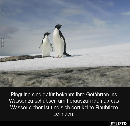 Pinguine sind dafür bekannt ihre Gefährten ins Wasser zu.. - Lustige Bilder | DEBESTE.de