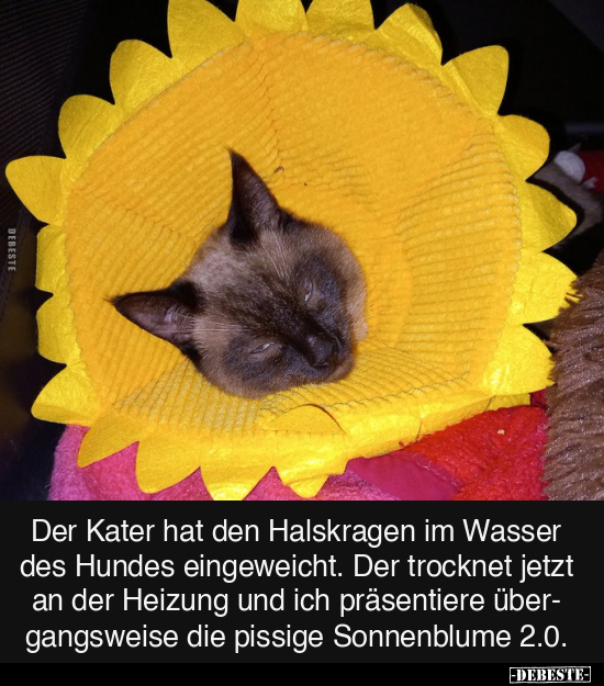 Der Kater hat den Halskragen im Wasser des Hundes.. - Lustige Bilder | DEBESTE.de