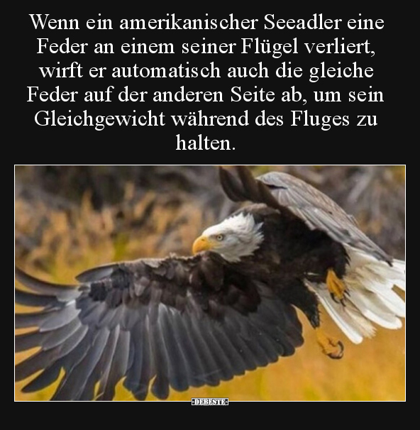 Wenn ein amerikanischer Seeadler eine Feder an einem seiner.. - Lustige Bilder | DEBESTE.de
