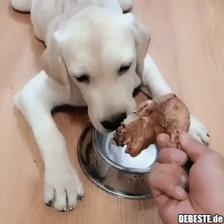 Der Hund will nur sein Essen bekommen.. - Lustige Bilder | DEBESTE.de