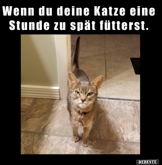 Wenn du deine Katze eine Stunde zu spät fütterst... - Lustige Bilder | DEBESTE.de