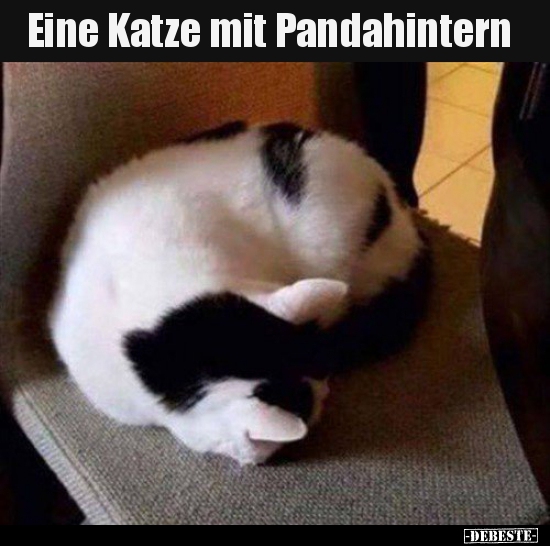 Eine Katze mit Pandahintern..