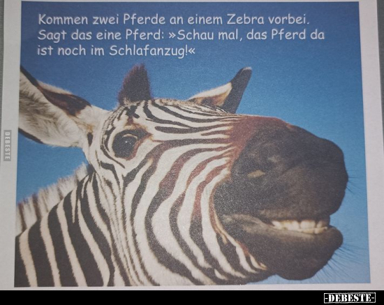 Kommen zwei Pferde an einem Zebra vorbei.. - Lustige Bilder | DEBESTE.de