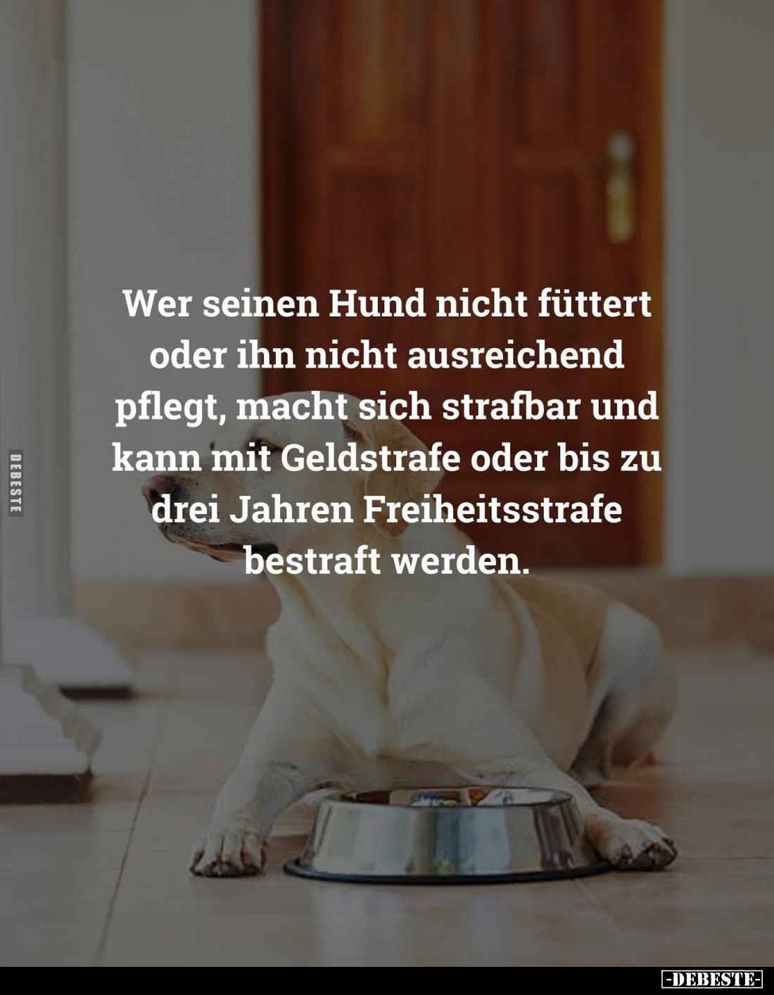 Wer seinen Hund nicht füttert oder ihn nicht ausreichend pflegt, macht sich strafbar und kann mit Geldstrafe oder bis zu drei...