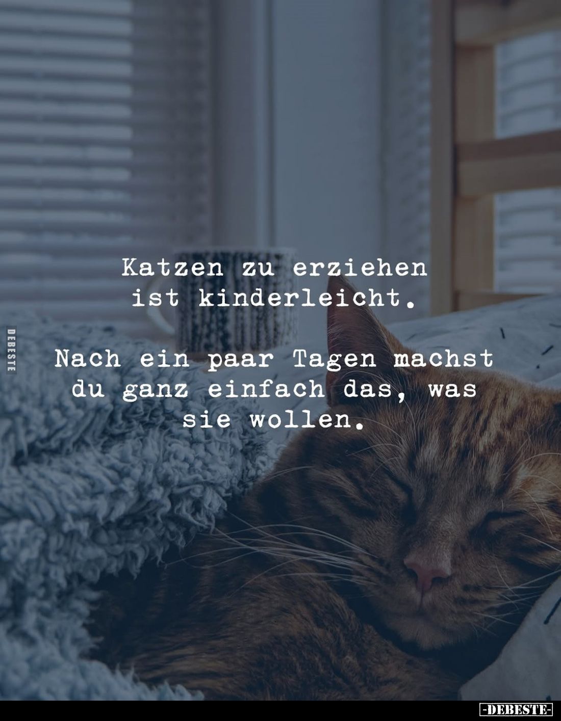 Katzen zu erziehen ist kinderleicht.
Nach ein paar Tagen machst du ganz einfach das, was sie wollen.