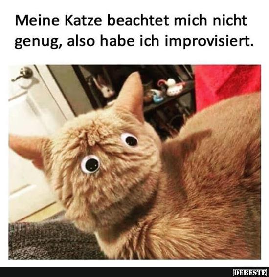 Meine Katze beachtet mich nicht genug.. - Lustige Bilder | DEBESTE.de