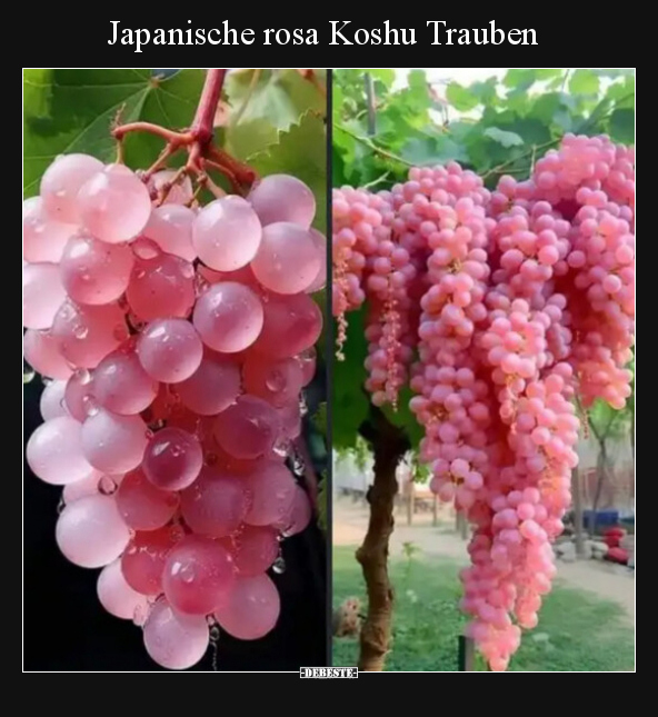 Japanische rosa Koshu Trauben.. - Lustige Bilder | DEBESTE.de