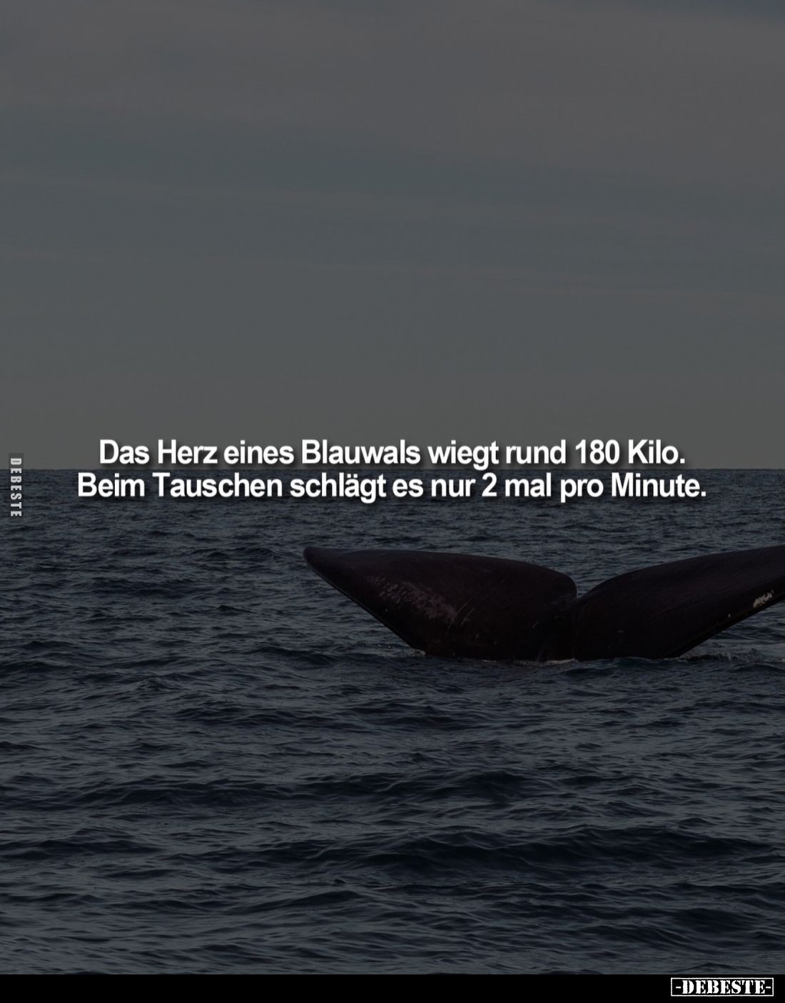 Das Herz eines Blauwals wiegt rund 180 Kilo. Beim Tauschen schlägt es nur 2 mal pro Minute.