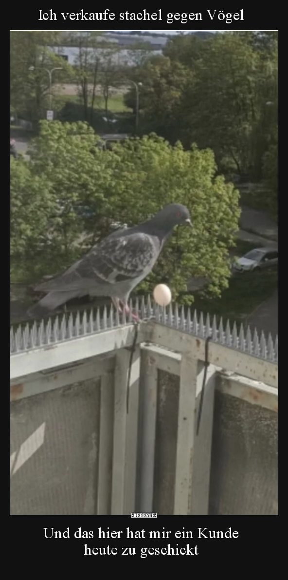 Ich verkaufe stachel gegen Vögel.. - Lustige Bilder | DEBESTE.de