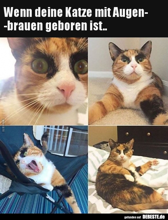 Wenn deine Katze mit Augenbrauen geboren ist.. - Lustige Bilder | DEBESTE.de
