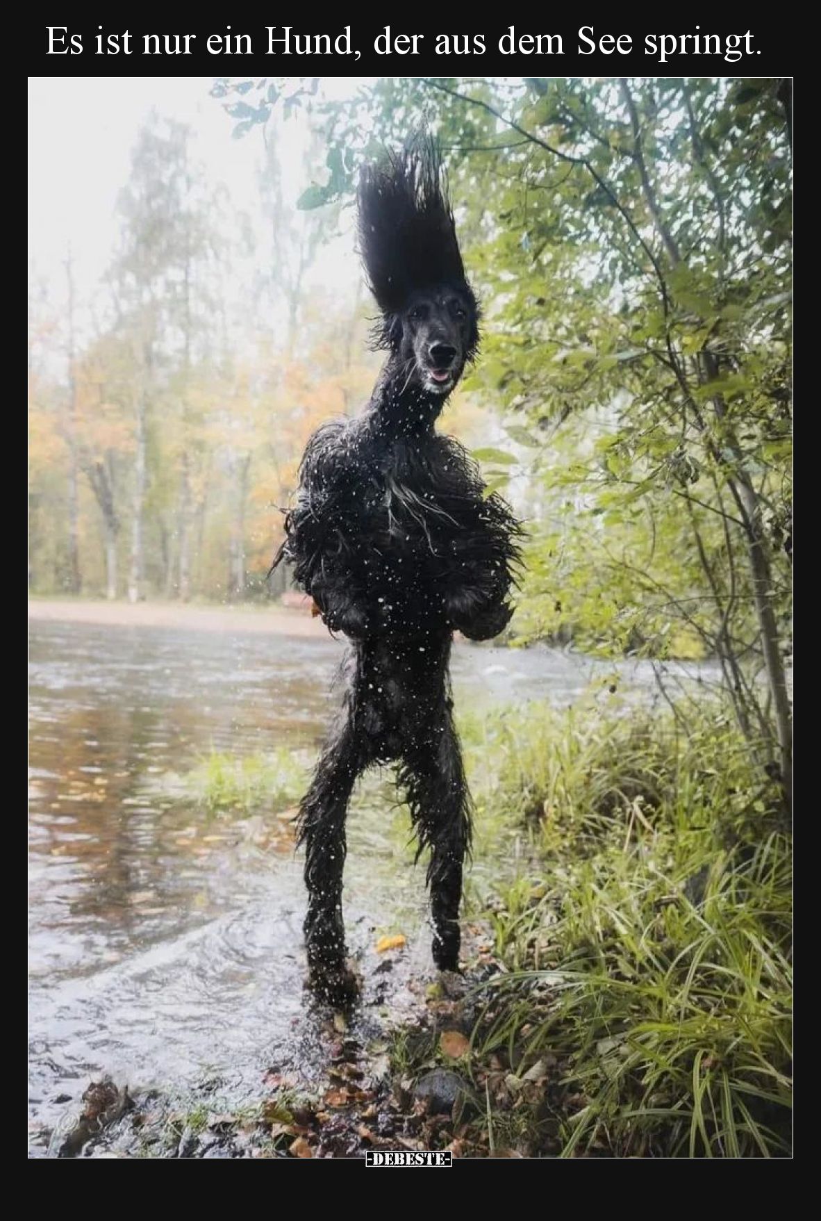 Es ist nur ein Hund, der aus dem See springt.