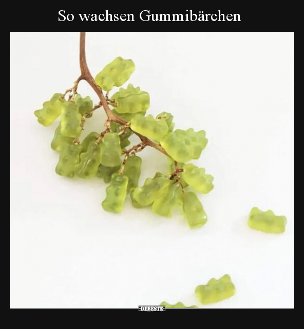 So wachsen Gummibärchen.. - Lustige Bilder | DEBESTE.de