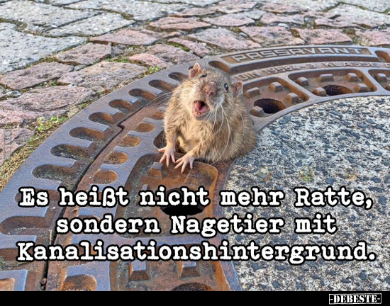 Es heißt nicht mehr Ratte.. - Lustige Bilder | DEBESTE.de