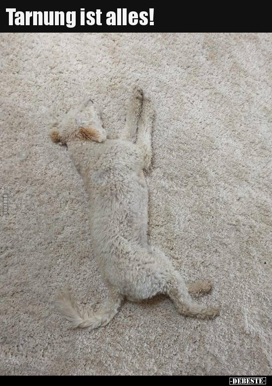 Tarnung ist alles!..