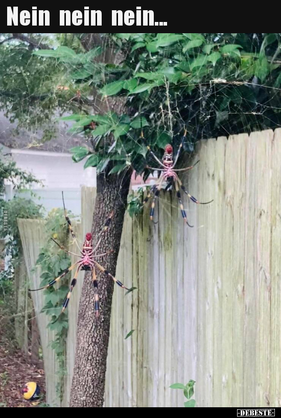 Nein nein  nein...