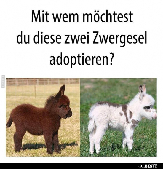 Mit wem möchtest du diese zwei Zwergesel adoptieren?.. - Lustige Bilder | DEBESTE.de