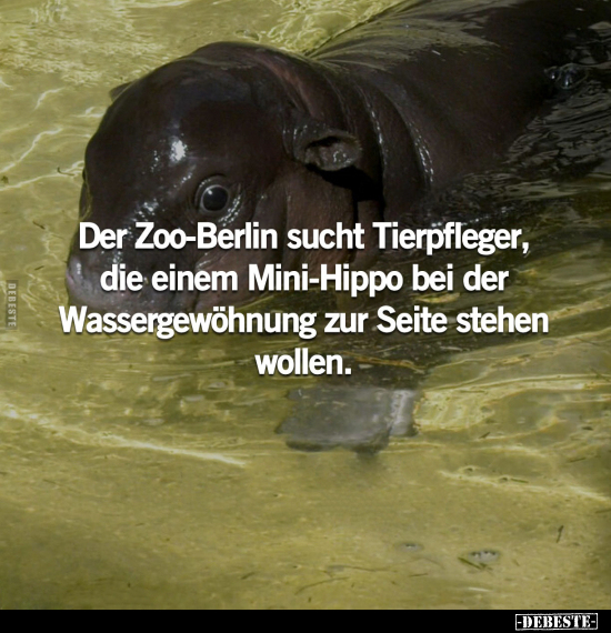 Der Zoo-Berlin sucht Tierpfleger, die einem Mini-Hippo bei.. - Lustige Bilder | DEBESTE.de